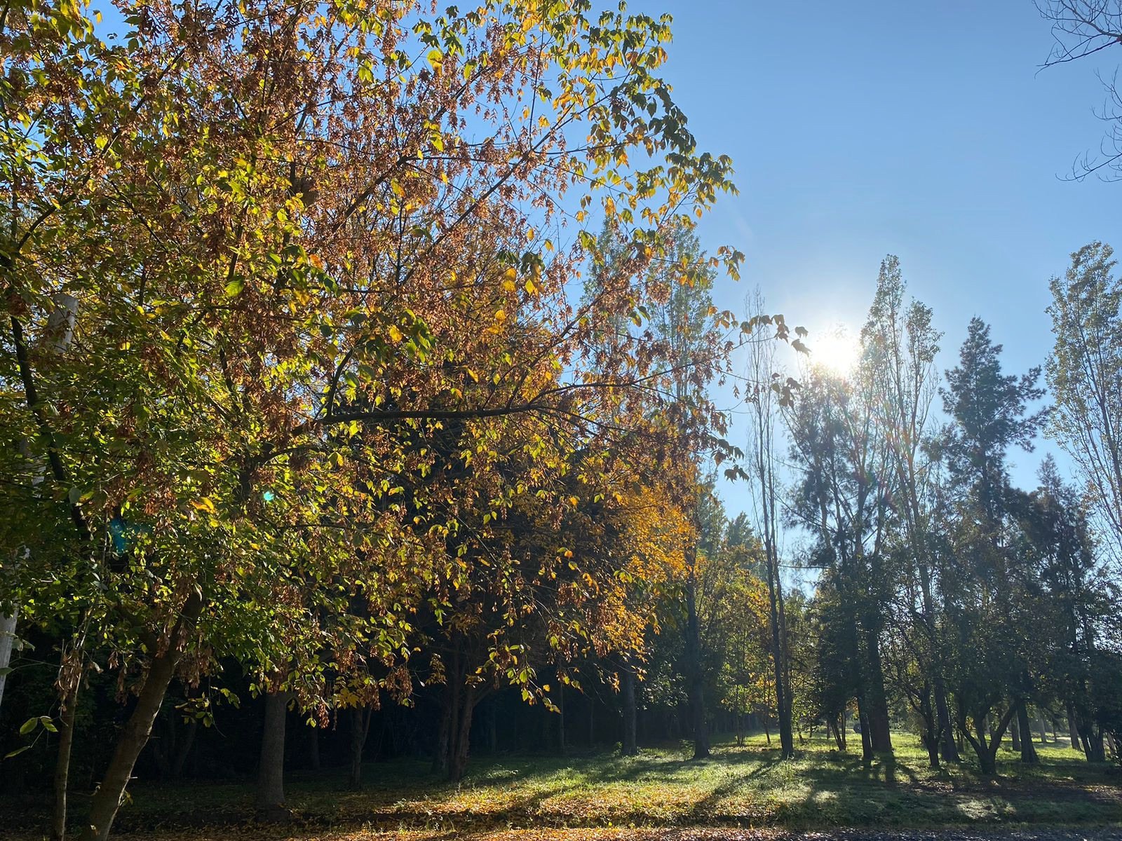 Arboleda añosa a contraluz, en otoño